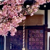 オカメ桜日記♪ 2025