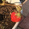 #2 イチゴ 少しだけ収穫