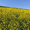春に咲くたくさんの花は心を癒してくれます！散歩が楽しくなりますよね！