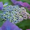  紫陽花・清方・鏡花