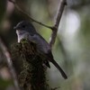 ススイロヒタキ(Dusky-blue Flycatcher)