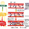 -STORY- ③ ホメオスタシス療法　脳の健康編　【食から考えてみよう】