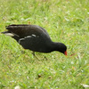 ゴールデンウィーク開始『舎人周辺の野鳥』