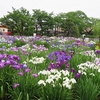 雨の堀切菖蒲園