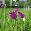 アヤメを見に四季の里公園へ