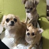 3ショット