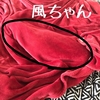 風ちゃん、お籠りになる。