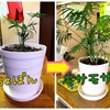 ダイソーの観葉植物はコツさえ掴めばみんな大きくなる∩^ω^∩！