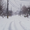 最強寒波襲来！地域では雪積もり、犬の散歩も大変！