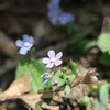 恒例のグループ登山