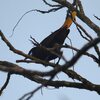 オオツリスドリ(Montezuma Oropendola)