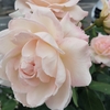 ペールピンクの薔薇の囁き…