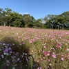 宮の前公園のコスモスが見ごろでした。