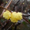 木の芽起こしの雨が降る