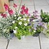 仲間入りした春のお花