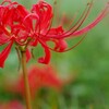 9/17 台風前の花撮影