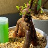 【観葉植物】あれから数日でガジュマルが新芽だらけになった