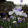 花菖蒲　赤塚山公園 2013 豊川