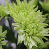 DAILY FLOWERS!!