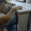 もうちょっとなのに・・・届かない！柴犬『きなこ』そんなに食いしん坊だった？