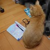 私の仕事は・・・・ねこ　トムさん日記2019