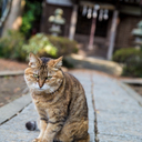カブり気振れ