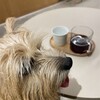 きなこ、ふらつく
