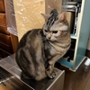 桃の節句