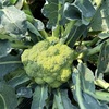 無農薬野菜の収穫…食べごろ？②