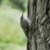 戸隠はほぼ亜高山帯だった