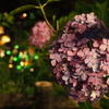 としまえん紫陽花まつり