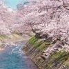 桜が見える東京のおすすめホテル5選！【夜桜あり】都会のオアシス空間でお花見ステイ