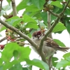 雀雛ちゃん、桑の実食べた♪
