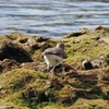 鳥見ドライブ日記：与那原から浦添城跡へ