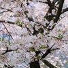 キレイな桜を見て癒やされ、知人の優しさでまた癒やされる