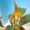 Bulbophyllum lobbii   `Y. Nobuko'  BM/JOGA