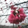 雨上がりの桜