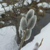 今日（1/20土）は二十四節気の大寒です。