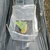 スイカにキャップ代わりのシートを巻く