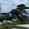梅雨の季節の風物詩　庭木の剪定