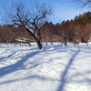 北海道といえど2月はもう春だ