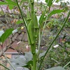 庭の果樹や野菜