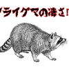 【アライグマの凄さは⁉】全国全域統一か⁉怖ろしい繁殖力とは⁉