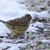 日本　厳しい冬の朝の野鳥たち 