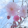 櫻　桜　さくら　サクラ　[季節]