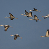 出水の野鳥たち（２０２０　１２１２）その２。