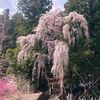 十二神社の枝垂れ桜が見ごろを迎えています。