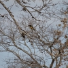 Chestnut-eared Aracari チャミミチュウハシ