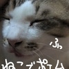 たまには猫でポエムやりますかｗ