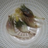 ミョウガの収穫（茗荷）その2